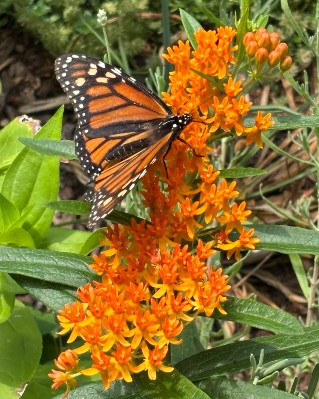Native plants support native pollinators support the local food chain and thus keep our environment alive.

Removing invasives and planting natives is a huge part of our work - and we&rsquo;re dreaming up ways to do even more in 2026! Stay tuned!