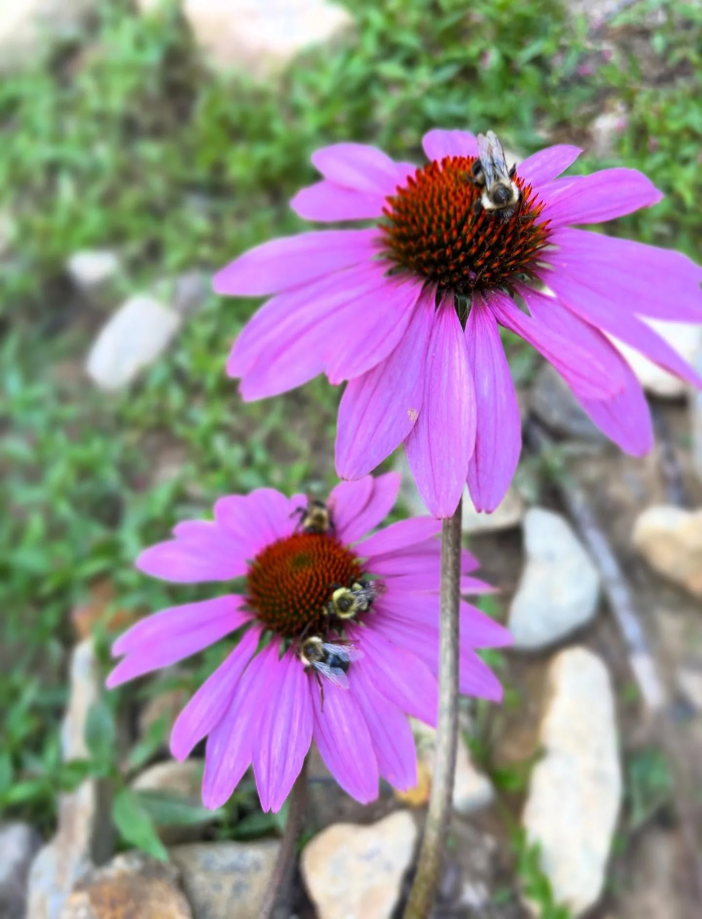 Friends &amp; Neighbors Gardening is hiring two new gardeners for the 2026 season!

We&rsquo;re heading into the new year with six experienced gardeners and two who&rsquo;ve just completed their first year, and we now seek to train (at least) two mor