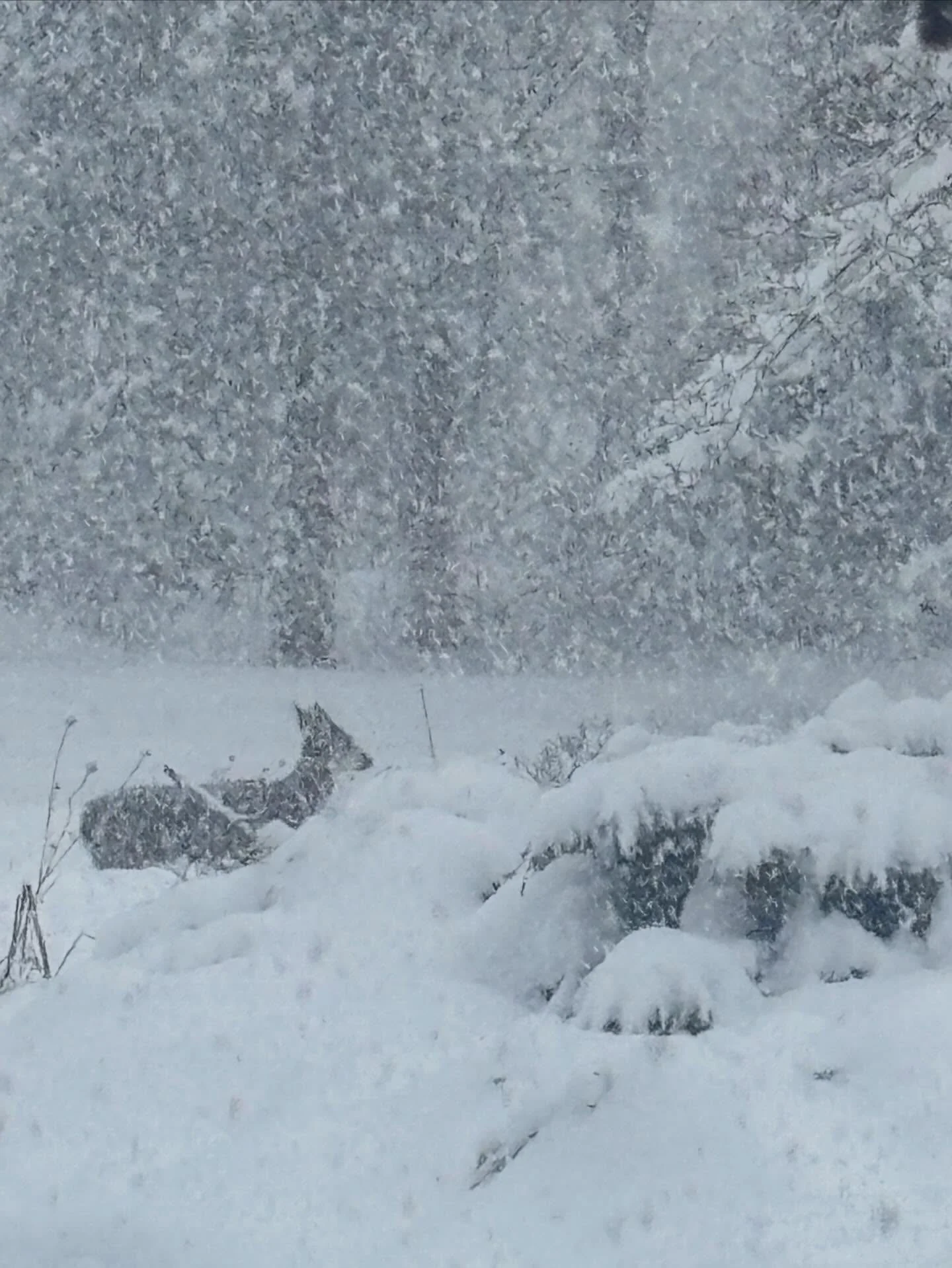 The deer are getting hungry&hellip; protect your shrubs with our winter applications of a safe, non toxic spray that keeps them at bay!

Our next round is just a week or so away&hellip; or as soon as the about snow melts. 

Let us know if you&rsquo;d