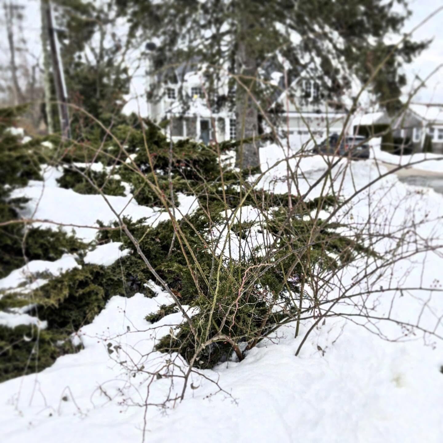 Winter is a great time to notice bad plants in places that they should not be.

This multiflora rose has popped up in the middle of a juniper shrub. Super easy to identify by the difference in color and texture with all the snow around. 

Look for co