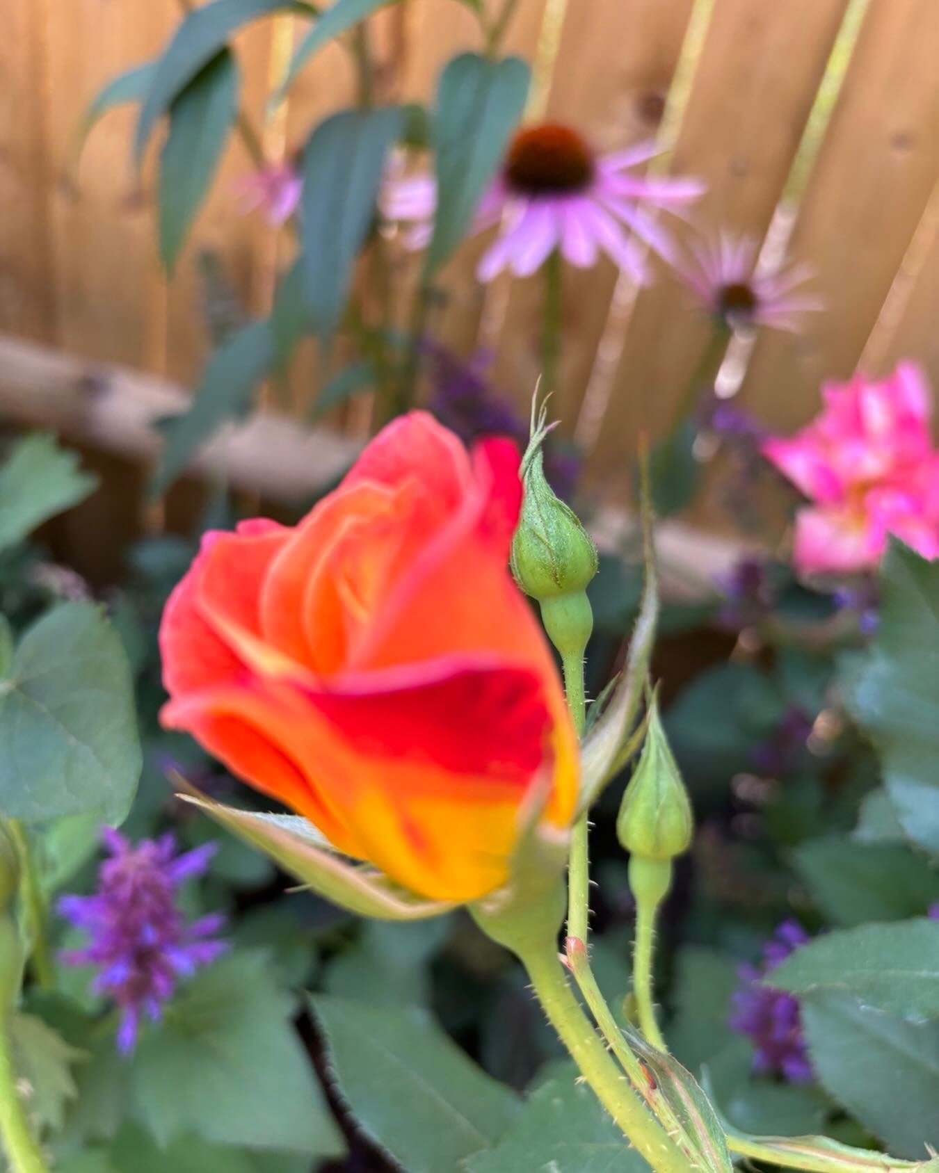 Who else needs to see some FLOWERS right now?

This is from a &ldquo;Roses and Natives&rdquo; garden we installed last year- can&rsquo;t wait to see it again - and soon!

Share your favorite garden photos with us, spring will be here before you know 