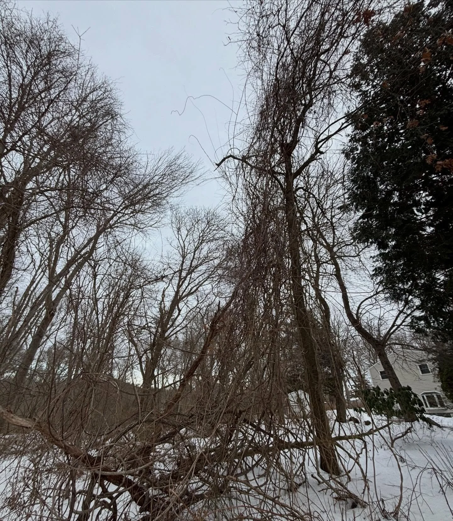 Vines! Vines on trees! 
They strangle, smother, weigh down, and add inflexibility- all of which can kill even the largest and most resilient of our native trees.

Bittersweet, wisteria, ivy, euonymous, trumpet vine, honeysuckle, and even our native p