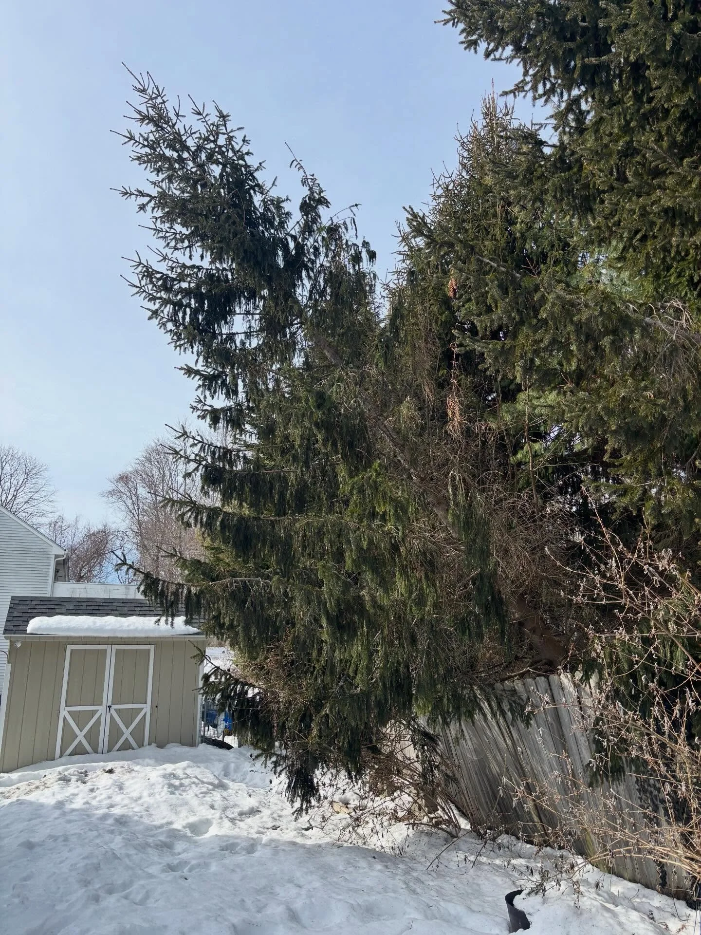 Tree damage from the recent storms? Friends &amp; Neighbors Gardening can help! 

Broken branches, downed trees, splayed-out shrubs - we can fix them all!