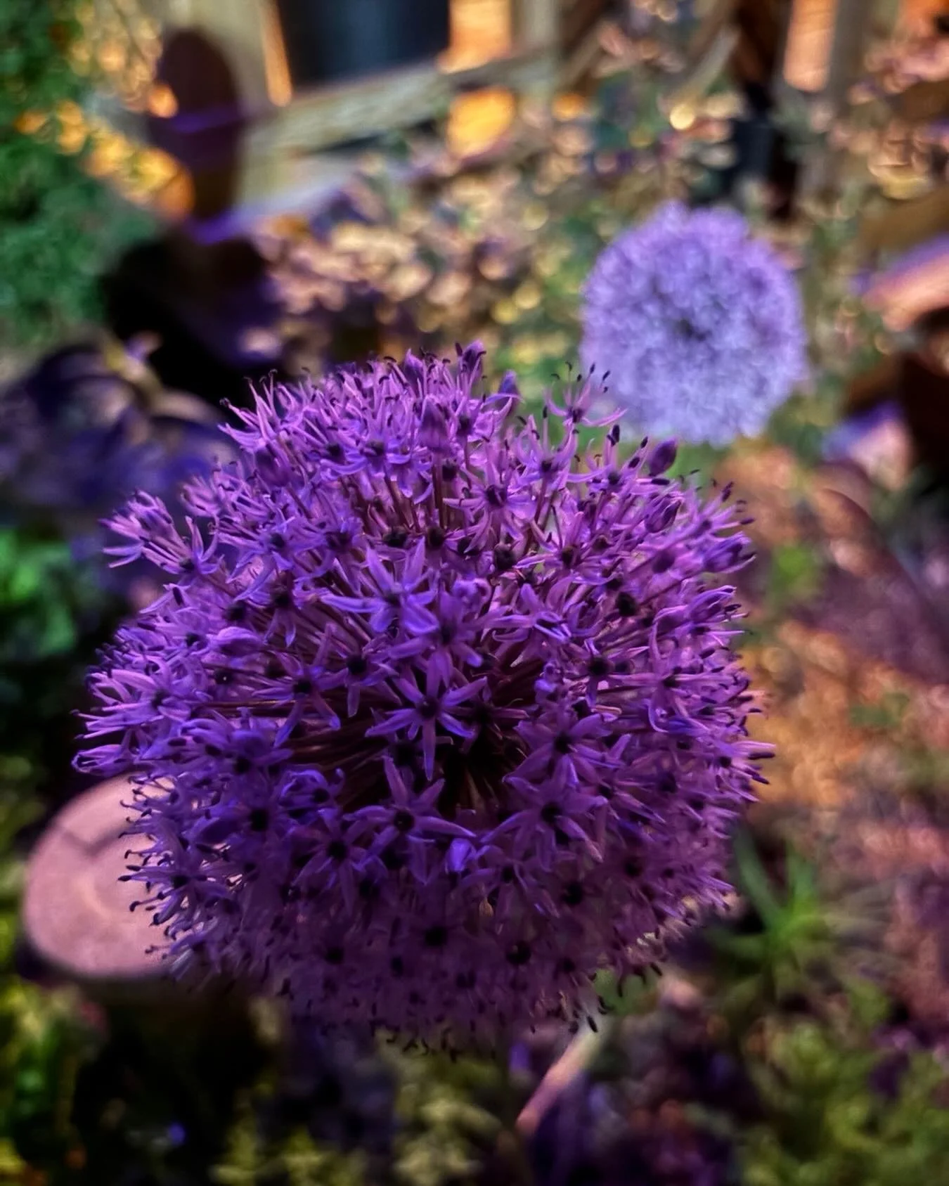 Allium! Just two months away!