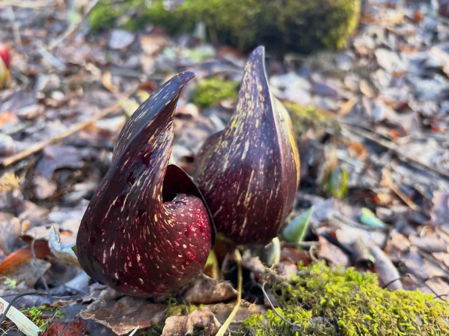 Spring in the swamps - Skunk Cabbage looking fine.
