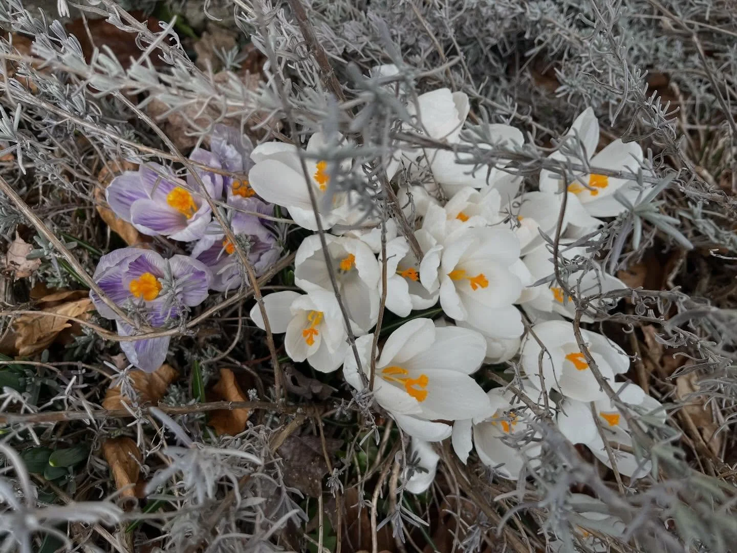 Seen in the gardens by the members of our team.
A beautiful day to work outside!

#loveyourjob #springhassprung #flowers