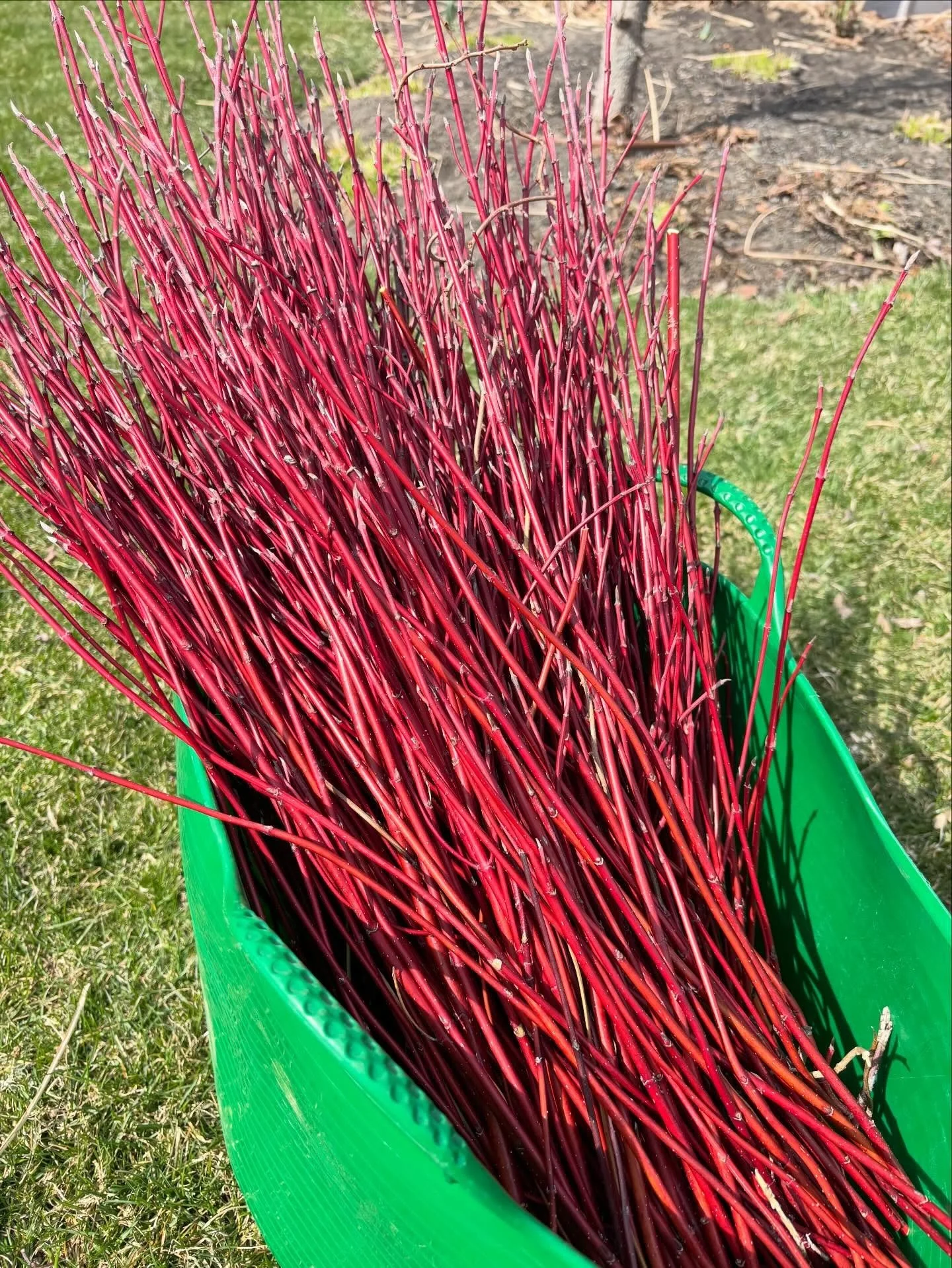 Note to self: Prune this red twig dogwood at Christmas next year, and use the cuttings as decorations!

Second note: Plant more red twig dogwood.