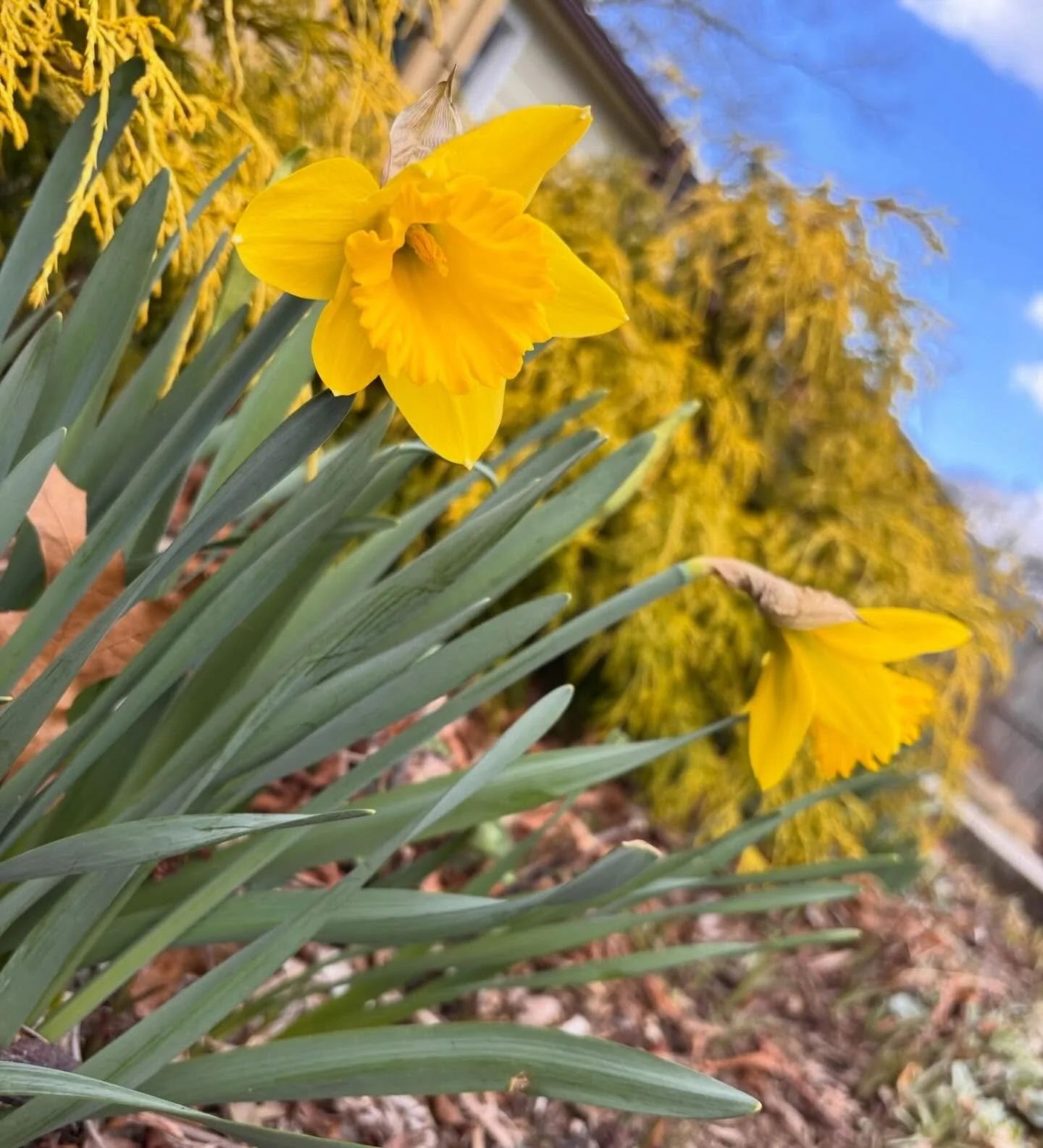 Enjoy the abundant sunlight this week-  It&rsquo;s yellow out there!

@elwood.n.rose
