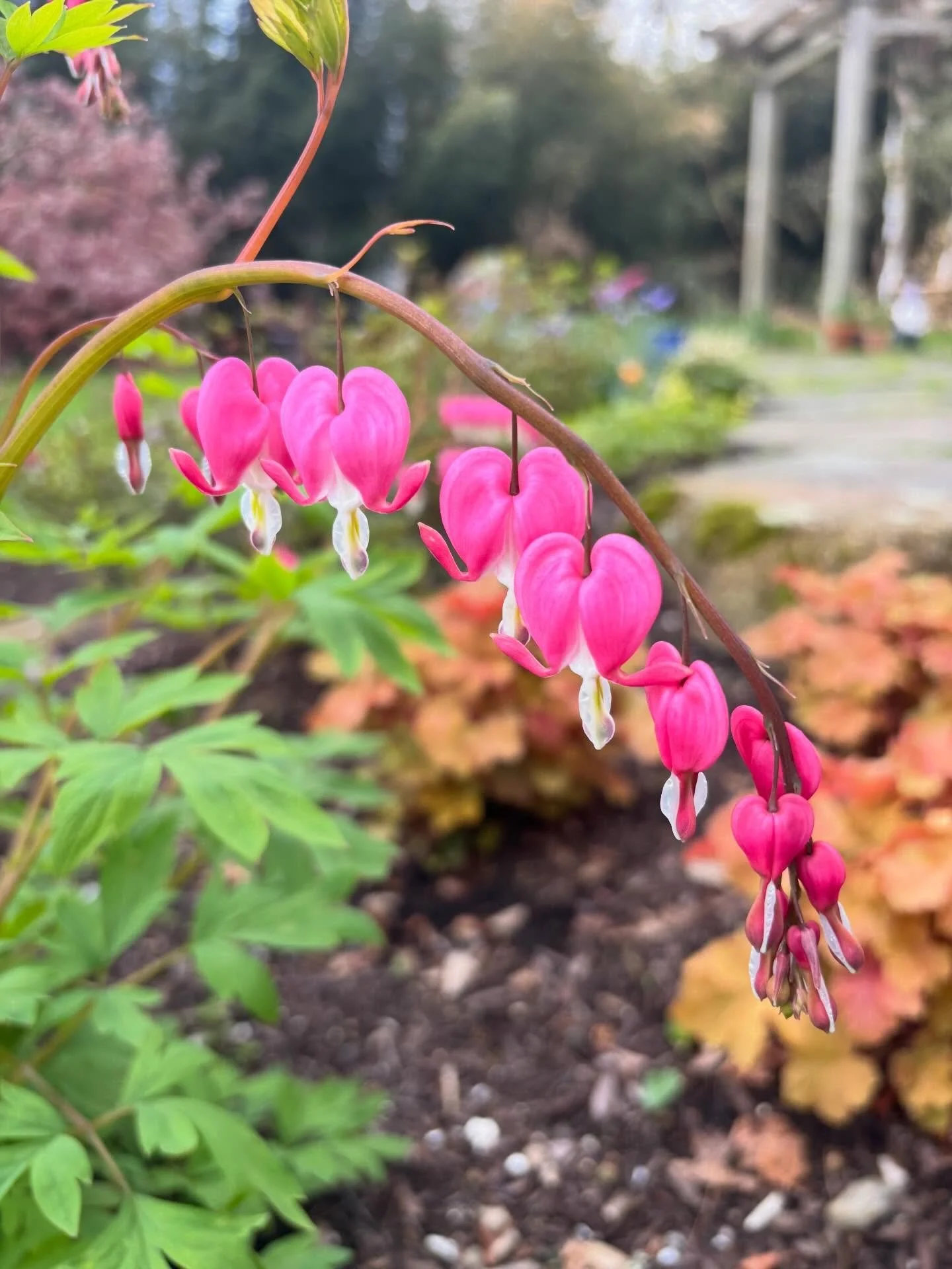 Why yes, we ARE insanely pleased the progress in this garden, thank you for asking...

Spring ephemerals, gentle exotics, and native staples. What a nice combo in the shade!