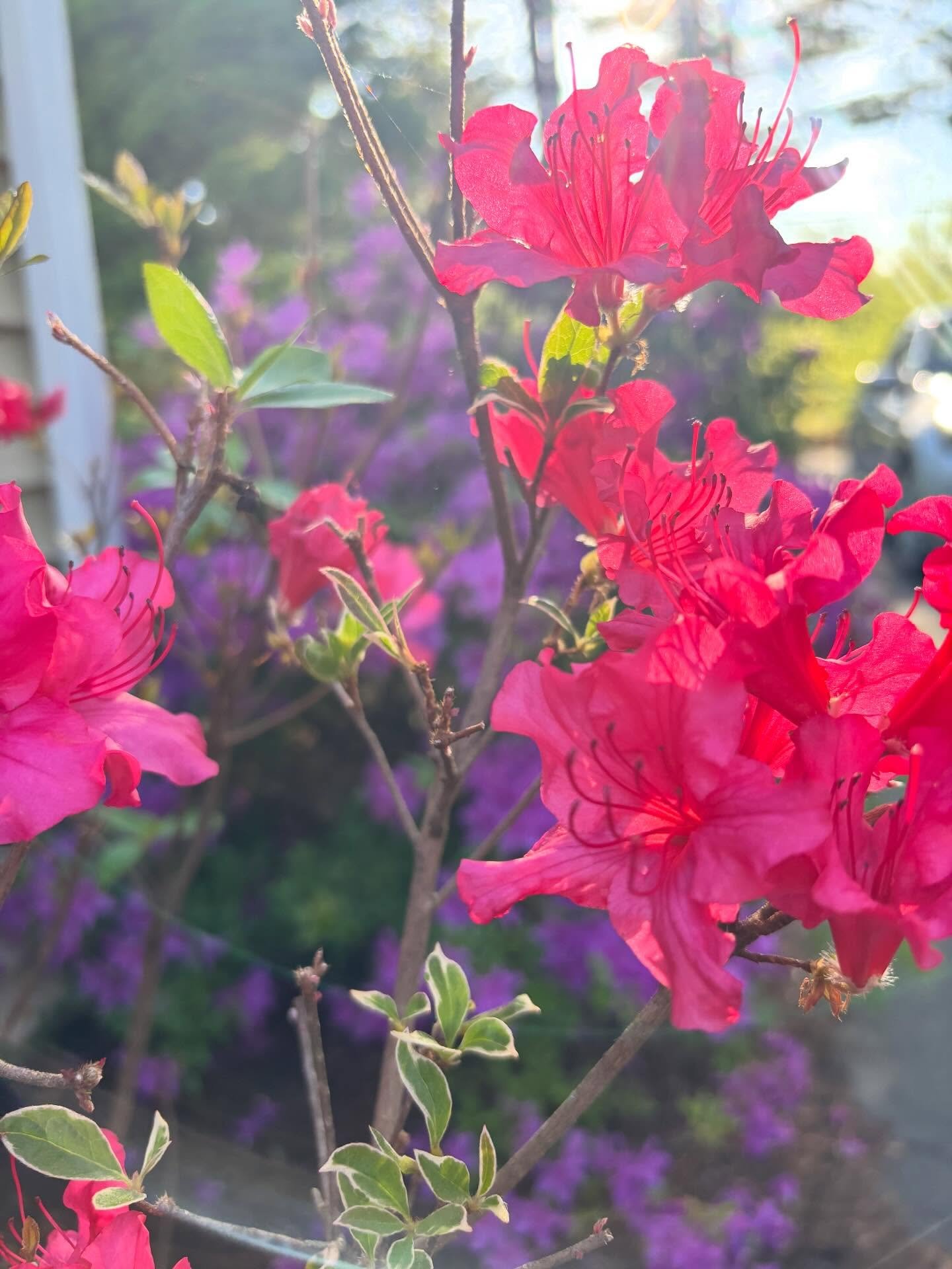 Azalea season is brief and glorious!

Eurasian azalea are finishing up or just blooming now- these are mostly the evergreen ones.

The native deciduous azalea are just getting started/ coming up next!