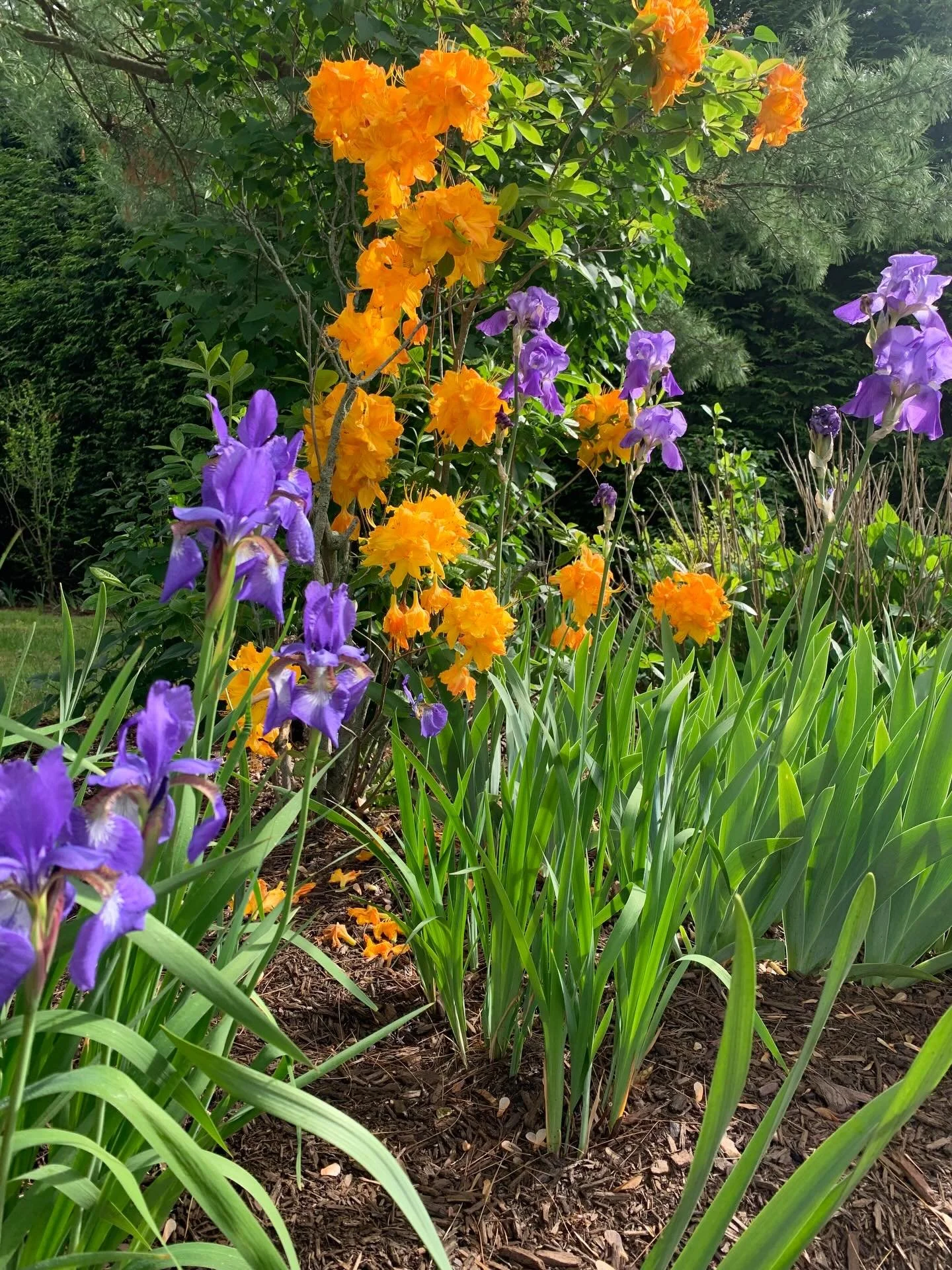 One of our favorite gardens in Narragansett has a great color combo popping off- absolutely loving the deciduous azalea all around town right now!