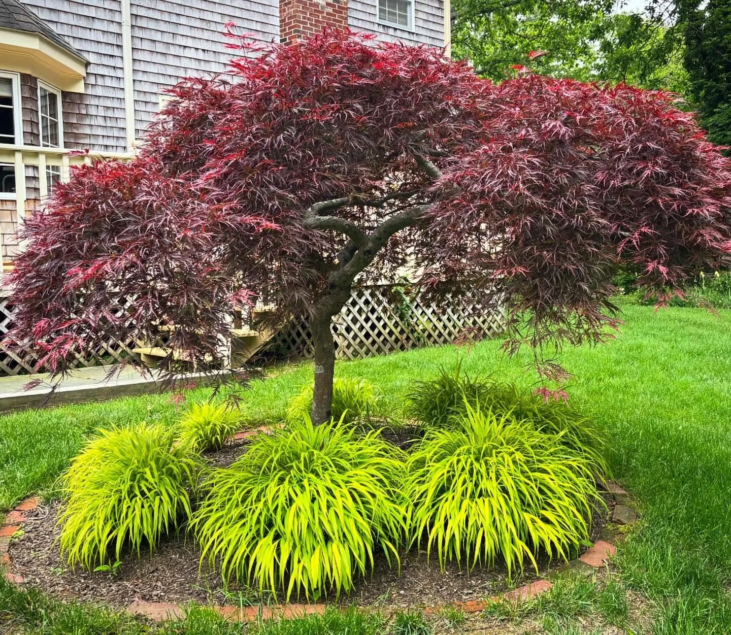 Nothing like some Japanese forest grass to go with a weeping Japanese maple.