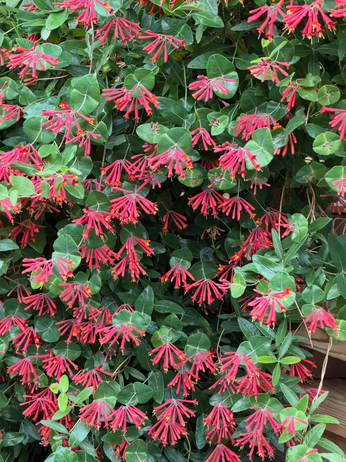 It&rsquo;s trumpet honeysuckle season! 
The hummingbirds are thrilled!