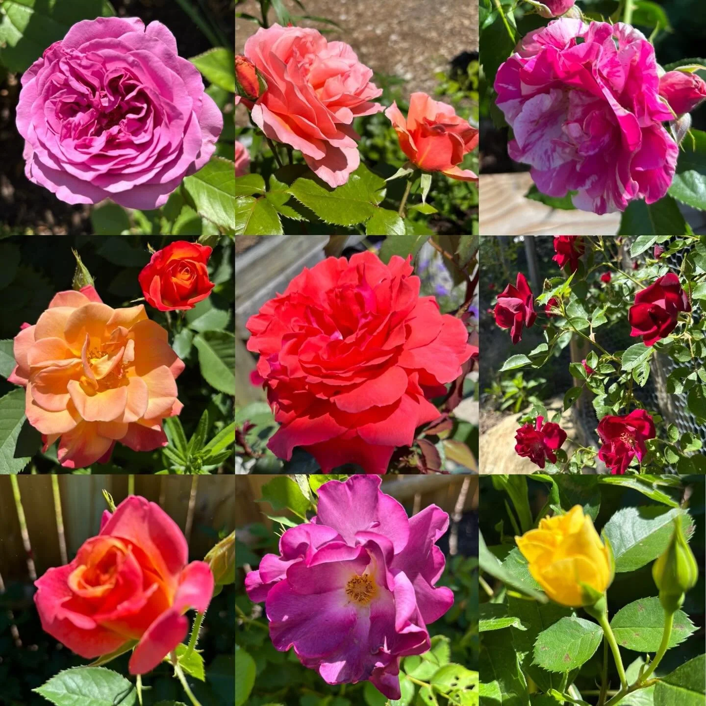 It&rsquo;s Rose season!

We&rsquo;ve been testing out lots of varieties here at home- and there are a TON of really great ones! 

A strong spring prune and two good rounds of fertilizer also seem very helpful&hellip; no surprises there.

Many more ph