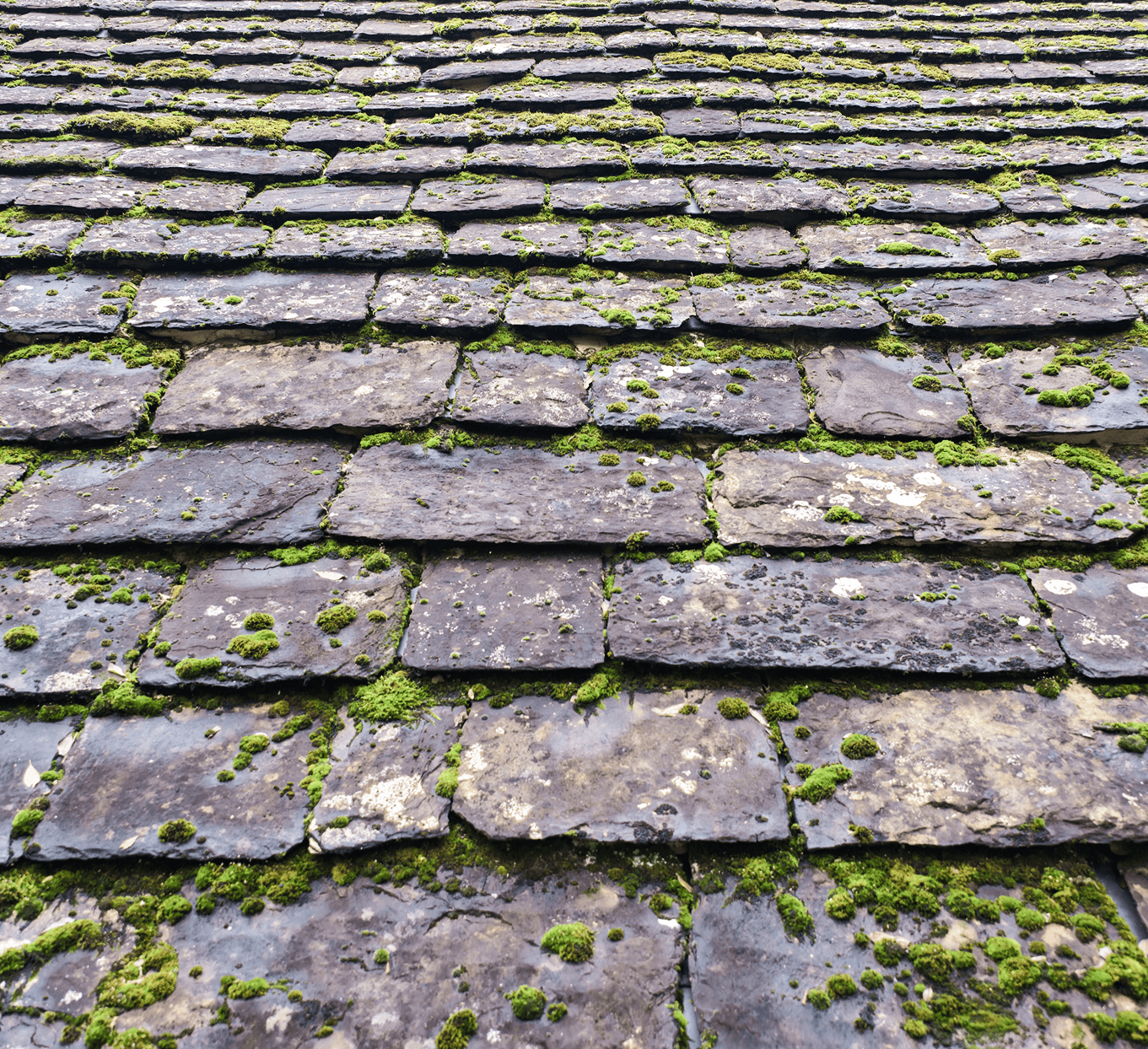 This is a horsham stone roof in Sussex. This roof shows older stones which through age have developed moss and vegetation