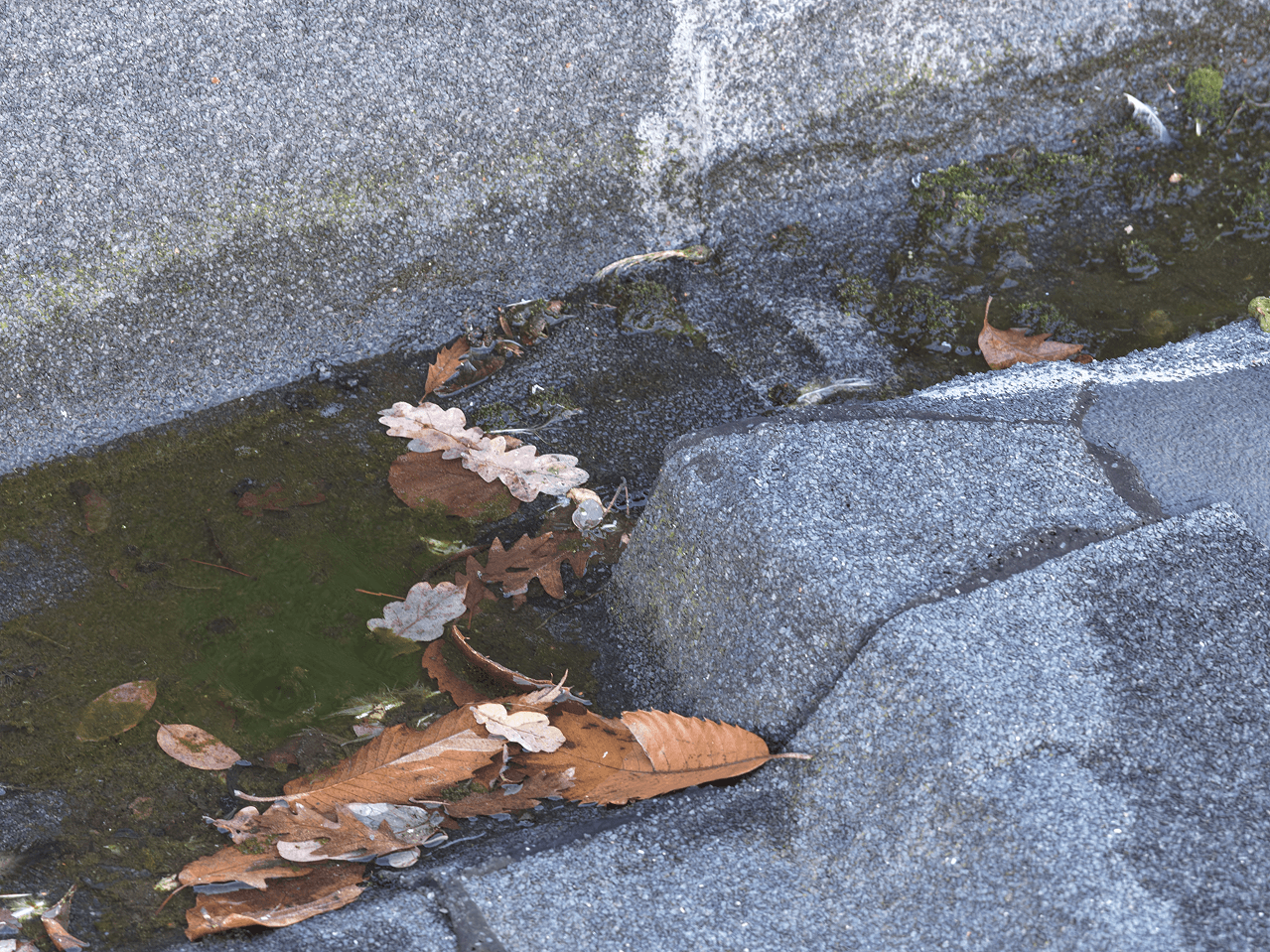 Close-up of a small puddle with fallen dry leaves and small rocks surrounded by wet stone pavement.