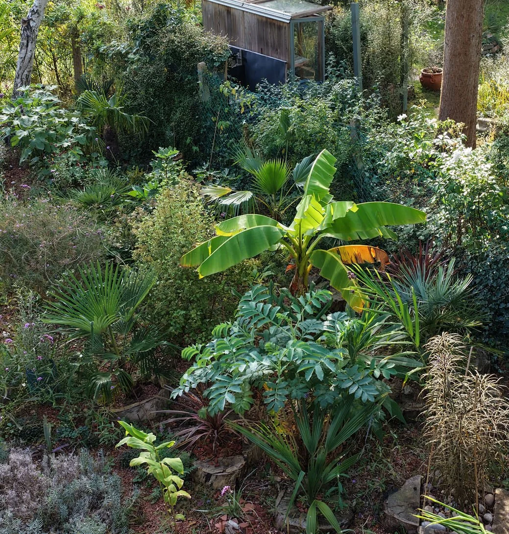 This is a photo with a banana tree in the middle of the compositoin