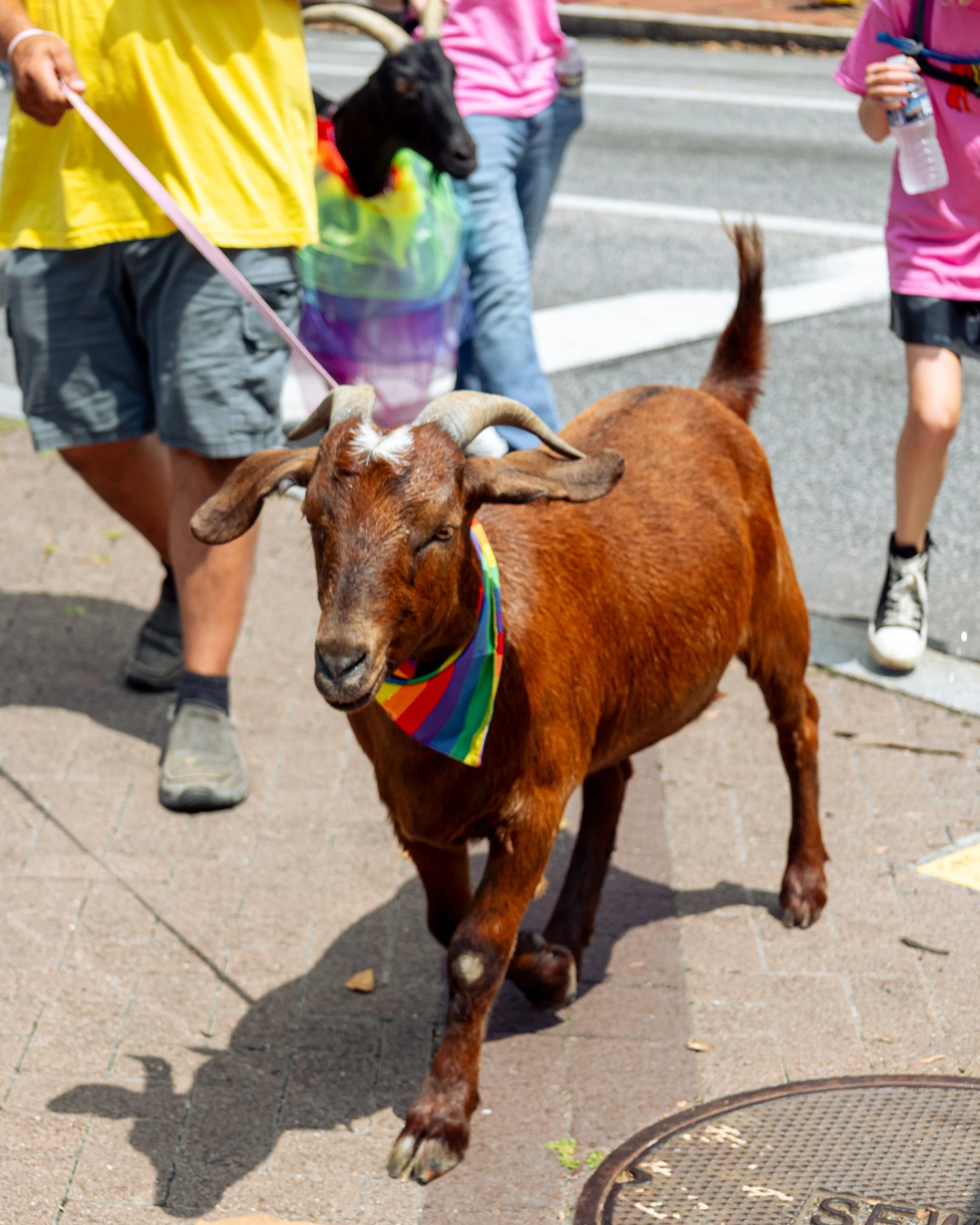 Ongoing event photography for a nonprofit organization, capturing Pride Festival of Central PA’s annual festival and recurring community events. Images are created to support event marketing, promotion, and future outreach efforts while documenting a