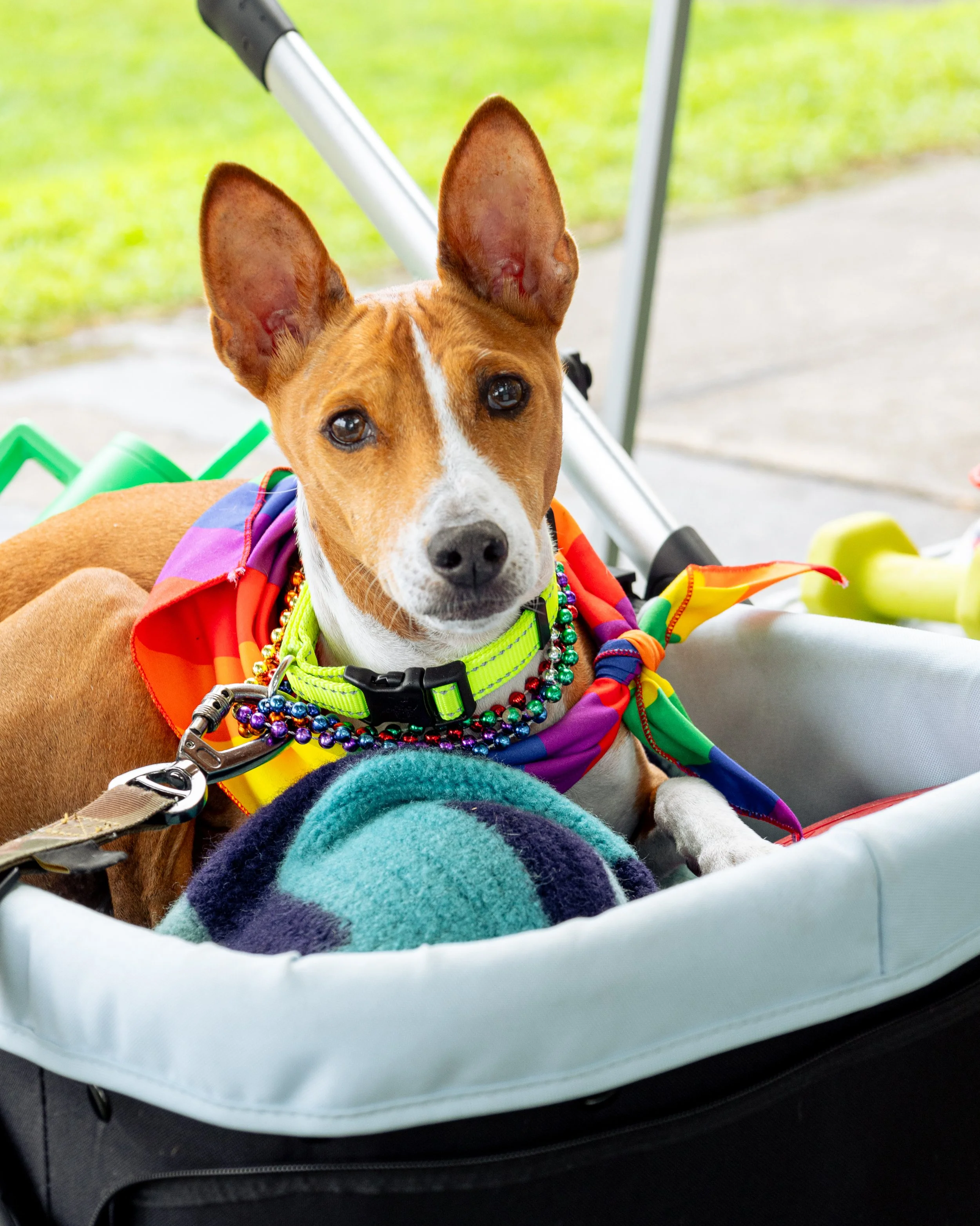 Ongoing event photography for a nonprofit organization, capturing Pride Festival of Central PA’s annual festival and recurring community events. Images are created to support event marketing, promotion, and future outreach efforts while documenting a
