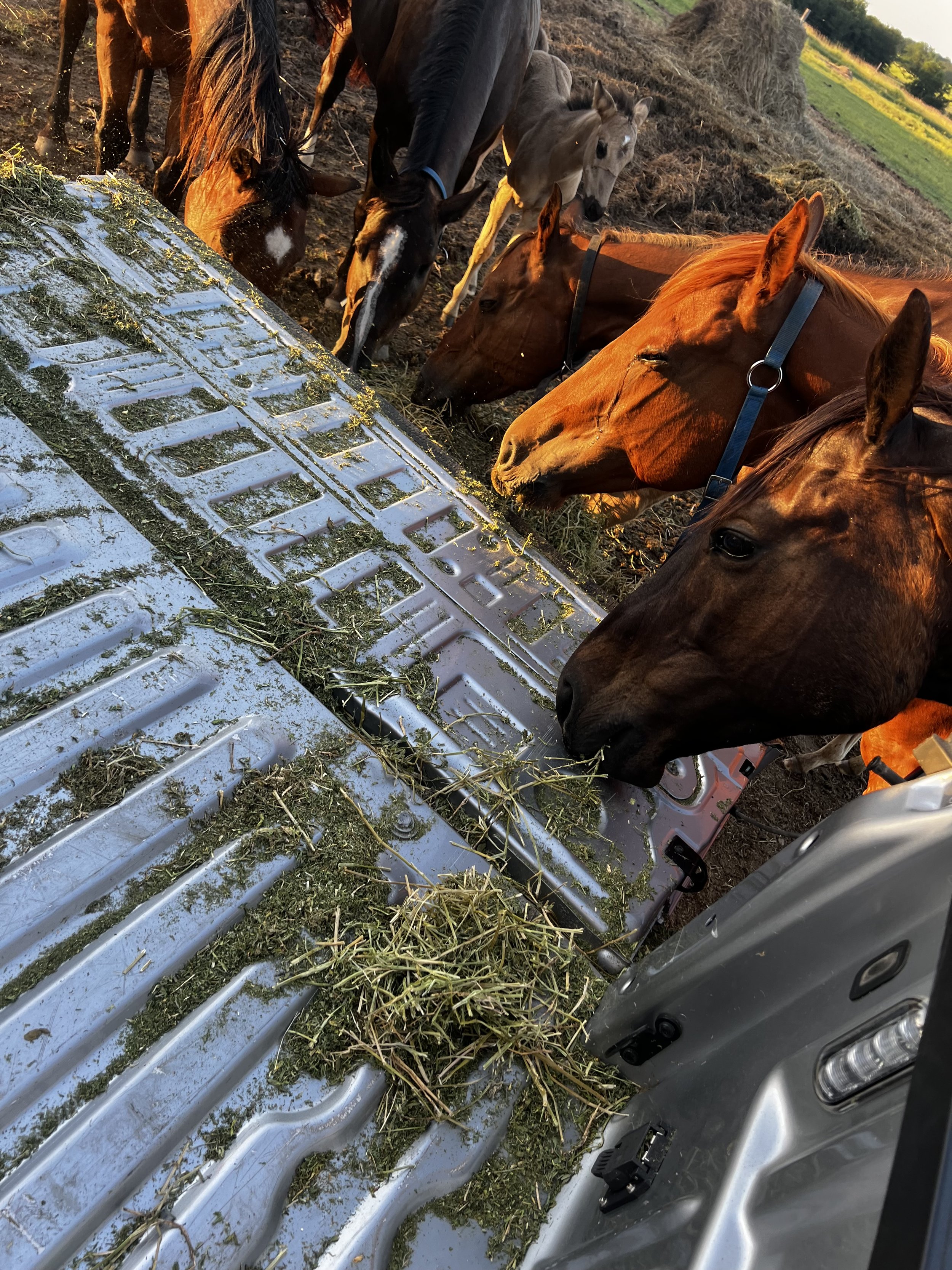 But ShE dOeSnT fEeD hEr HoRsEs