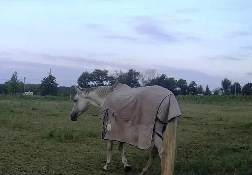 Horse Breeding’s Get Rich Quick Scheme - Recips&Mare Flipping Part 2