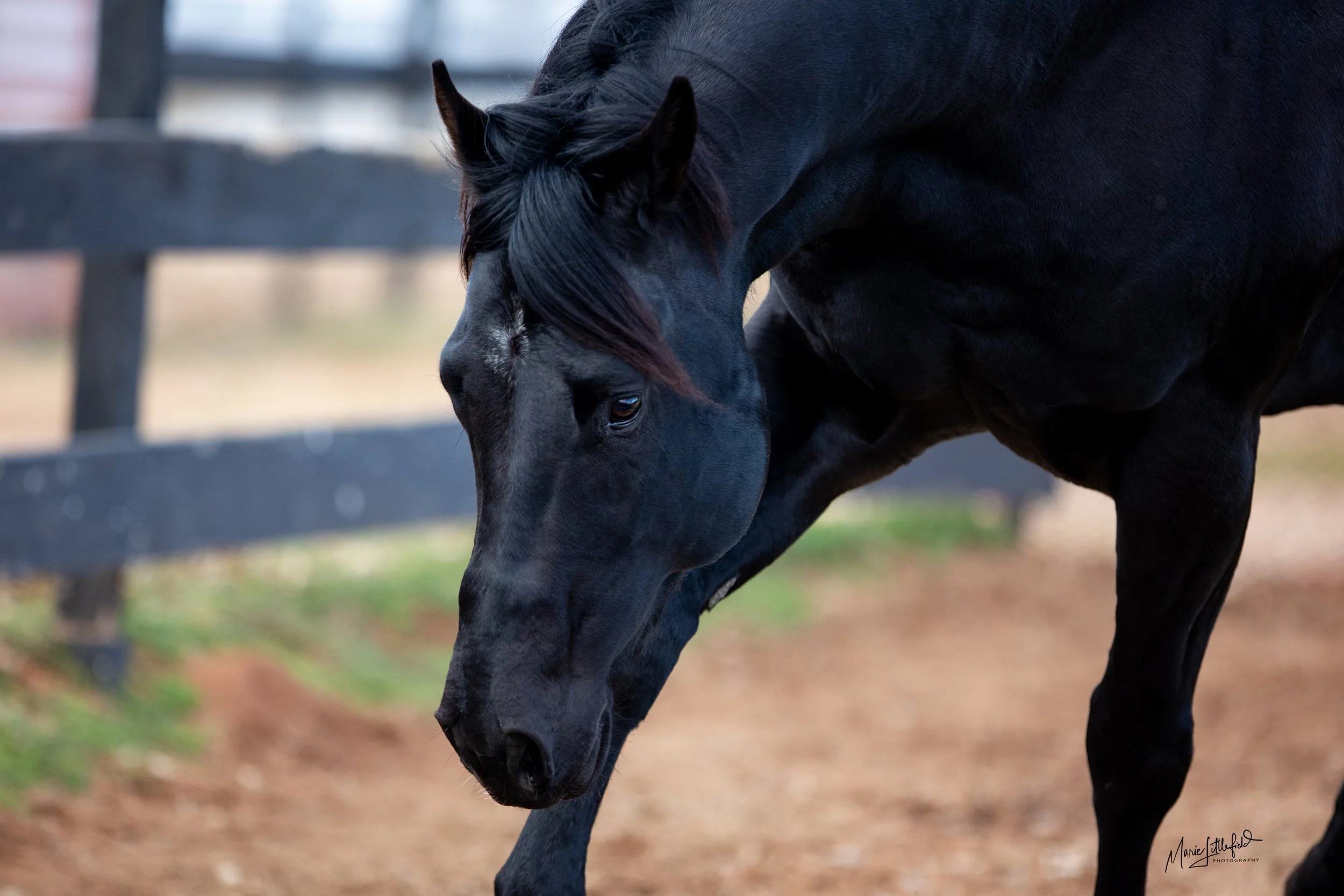 Stud Fee - PFF Fast N Furious 2026