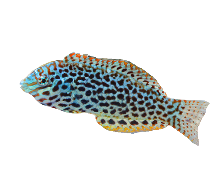 Leopard Female.png