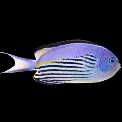 Large Male Watanabei Angel
