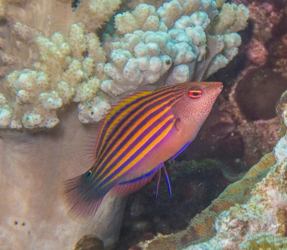 Six Line Wrasse