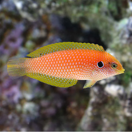 Kuiters Leopard Wrasse.PNG