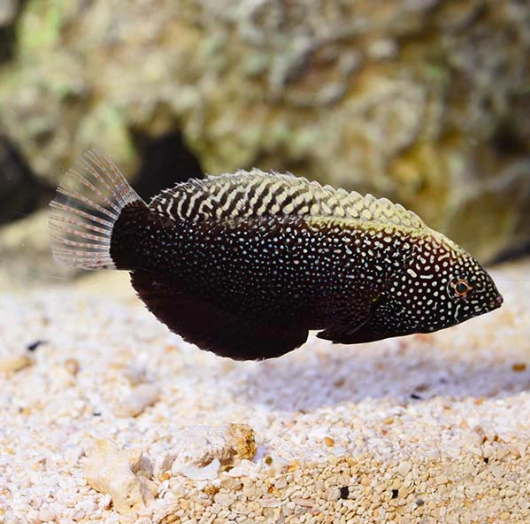 Leopard Wrasse Black Female
