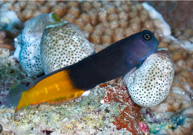 Bicolor Blenny