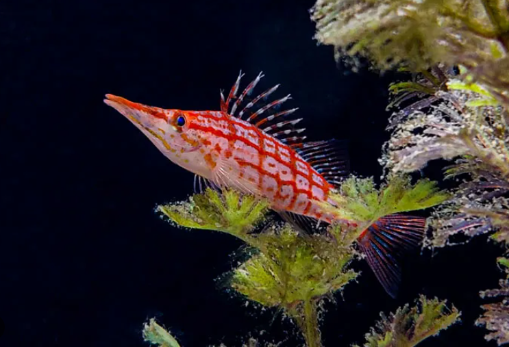 Long Nose hawkfish.PNG
