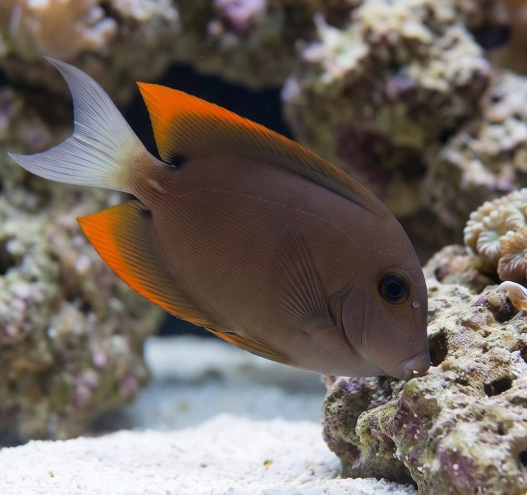 Tomini Tang (Flame Fin)