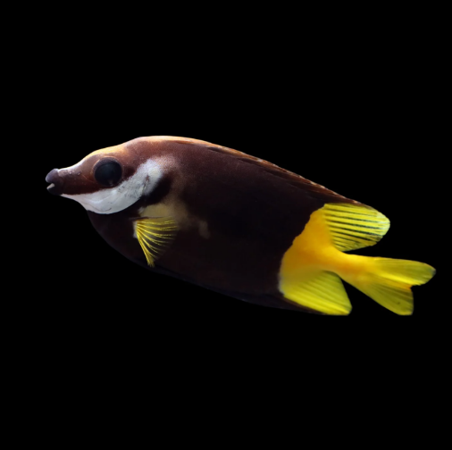 Bicolor Foxface.PNG