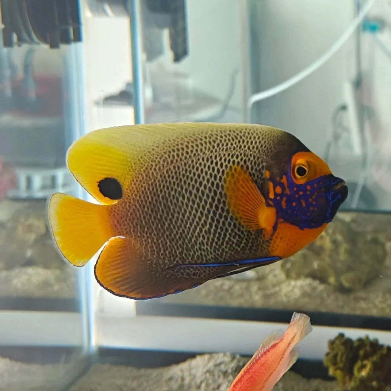 Blueface Angelfish 6" WYSIWYG