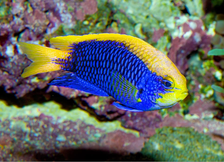 Starcki Damsel