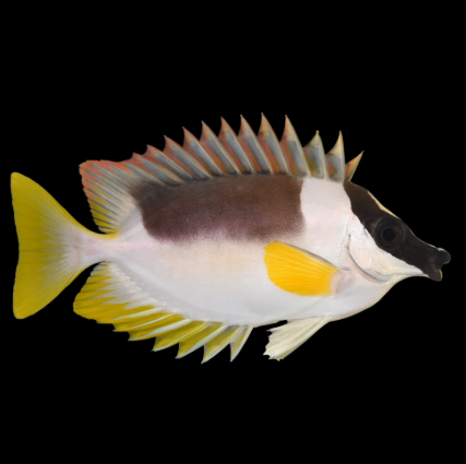 Foxface.PNG