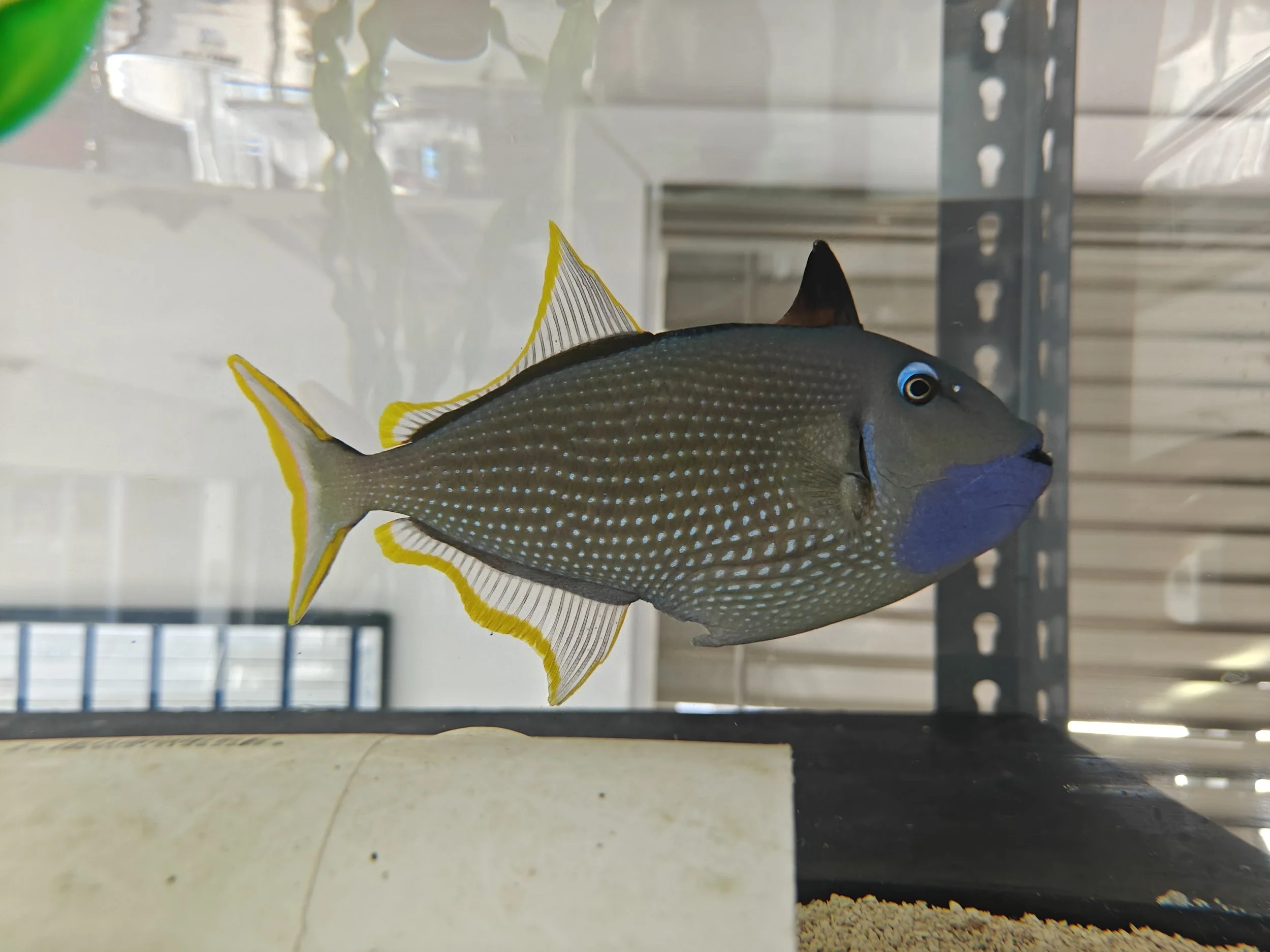 Large Male Blue Throat Triggerfish WYSIWYG