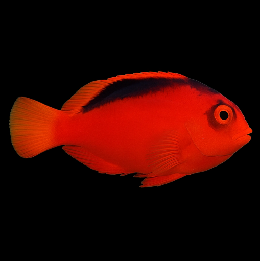 Flame Hawk.PNG