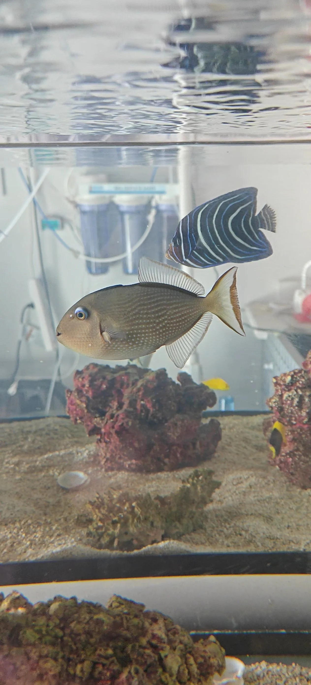 Female Blue Throat Triggerfish 4.5" WYSIWYG