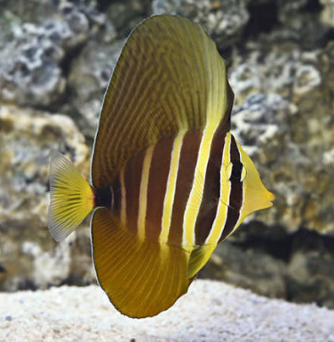 Sailfin Tang