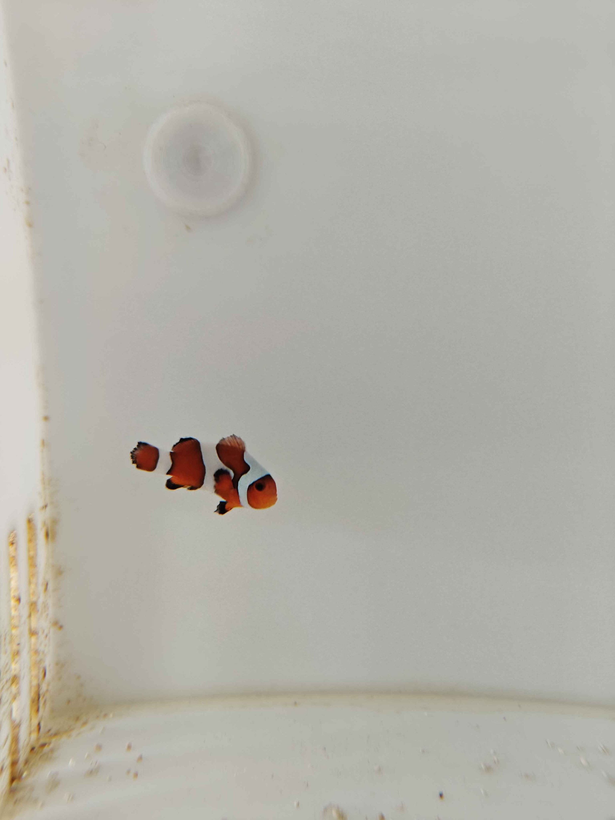 Captive Bred Percula Clown (WYSIWYG)