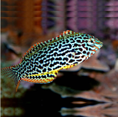 Leopard Wrasse Female