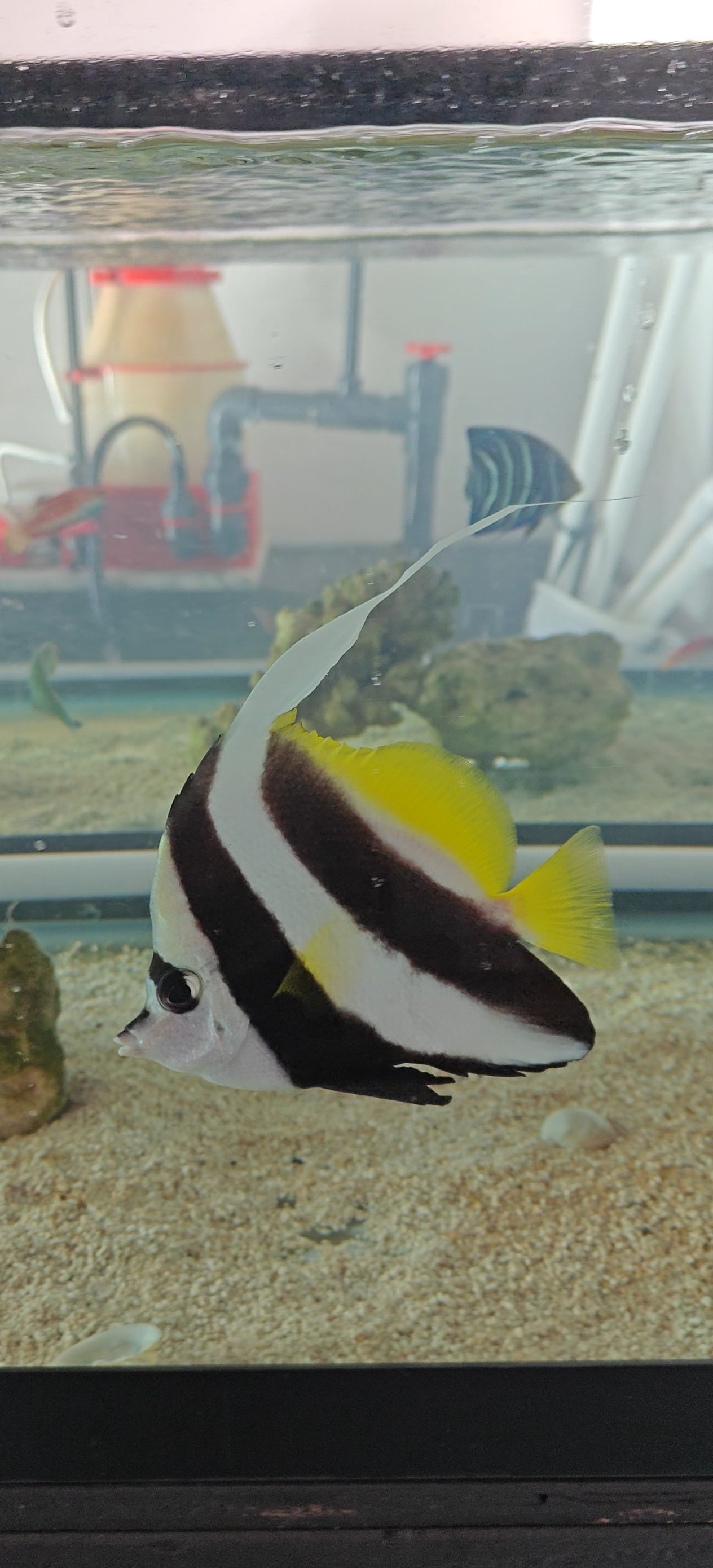 Large Heniochus Butterflyfish 6" WYSIWYG