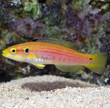 Yellow Candy (Two Spot) Hogfish