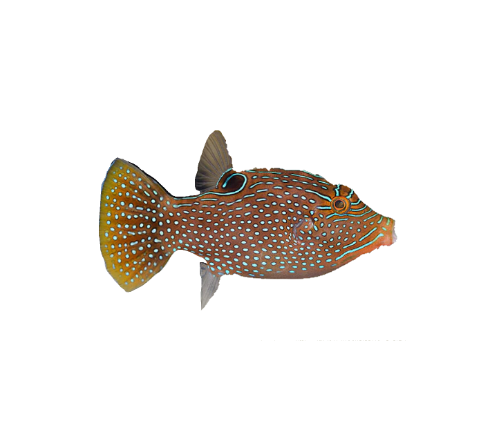 Blue Spotted Puffer