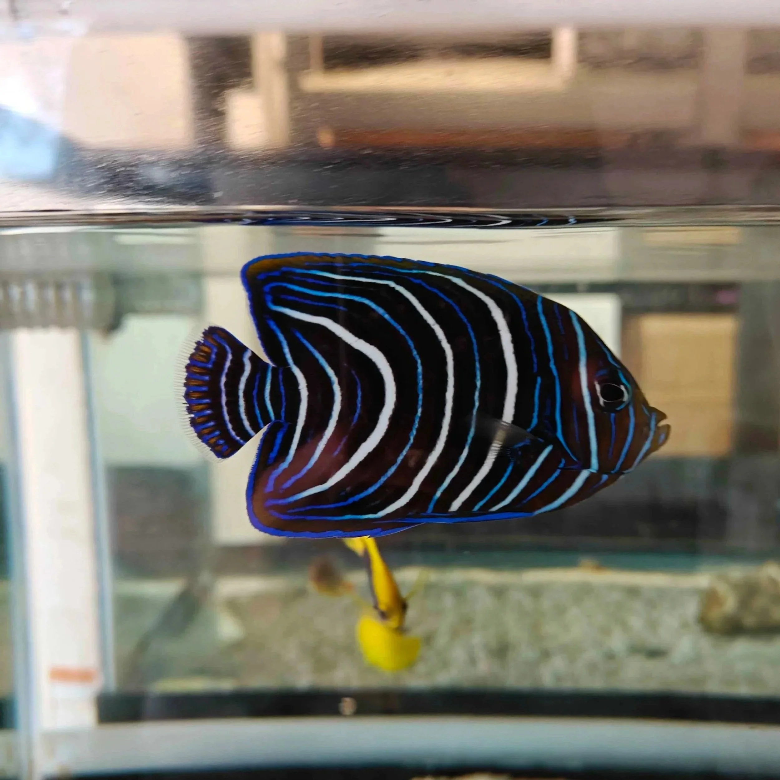 Emperor Angelfish Juvenile 3.5-4inch (WYSIWYG)