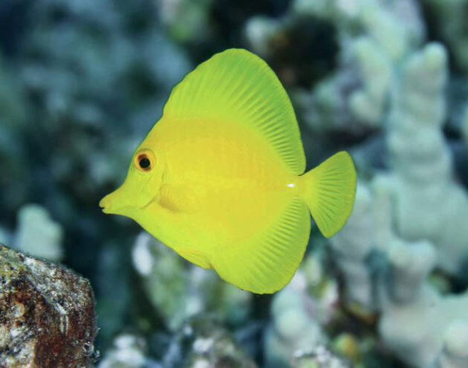 hawaii yellow tang.PNG