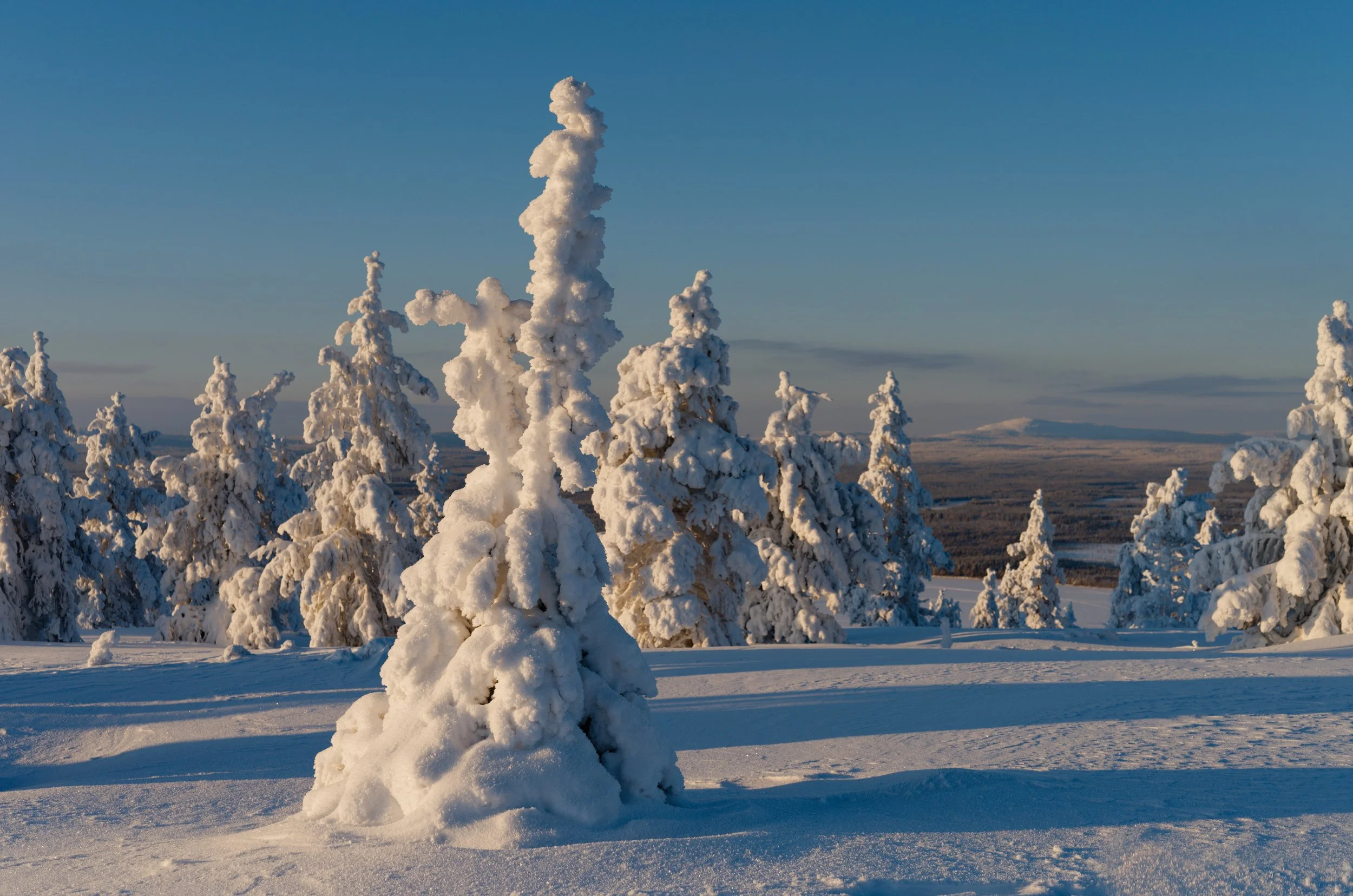 Frozen, snowy trees in the arctic circle. Finland, Finnish lappland. 